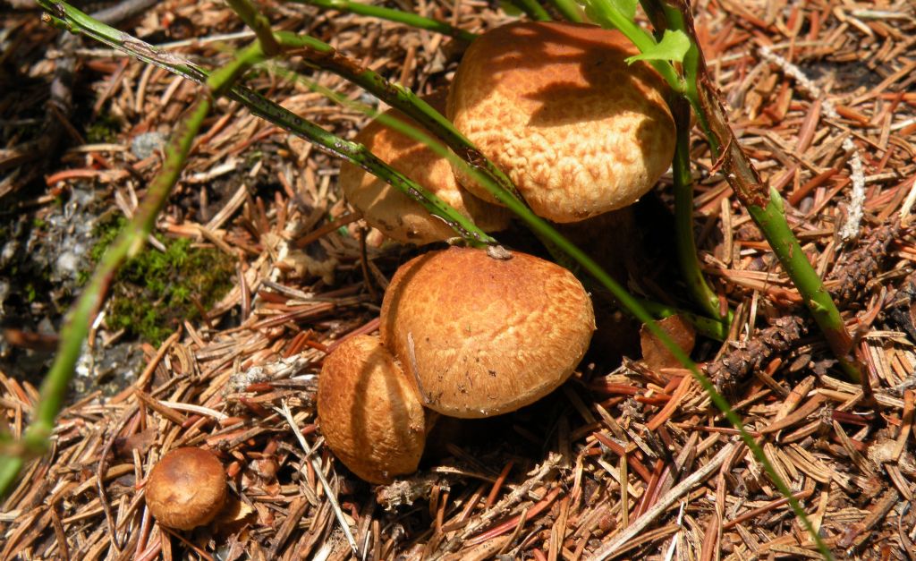 Cortinarius....... bolaris?